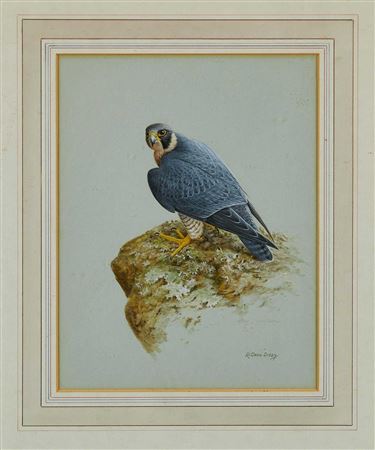 Peregrine