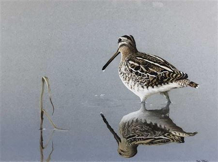 Snipe