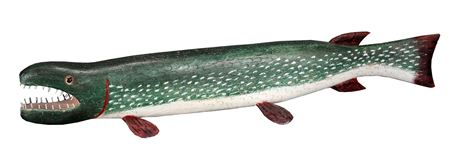 Speckled Trout With Teeth