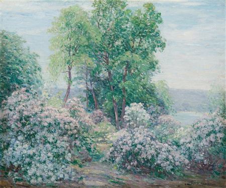 Mountain Laurel