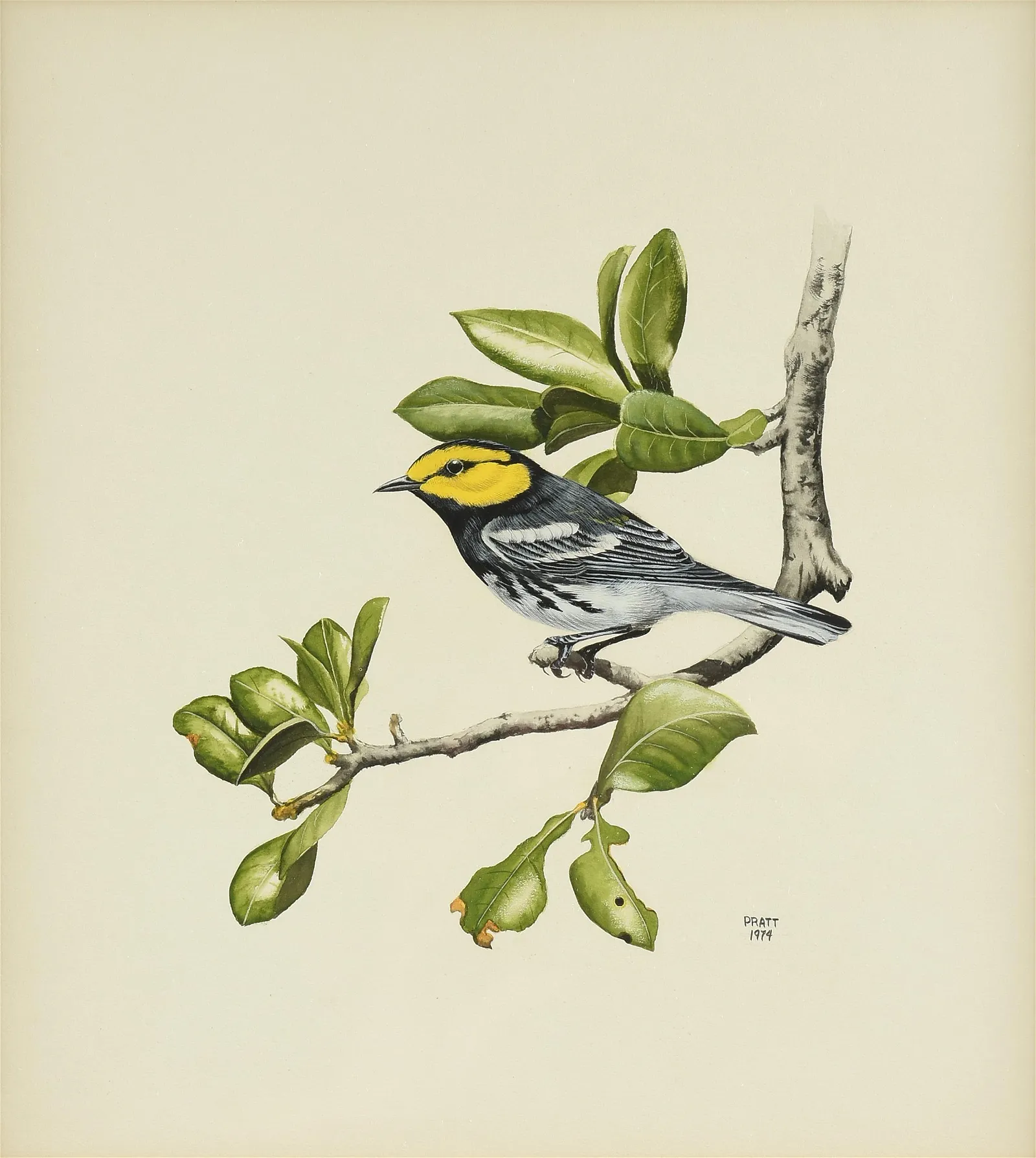 Golden-Cheeked Warbler