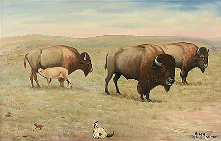 Bison