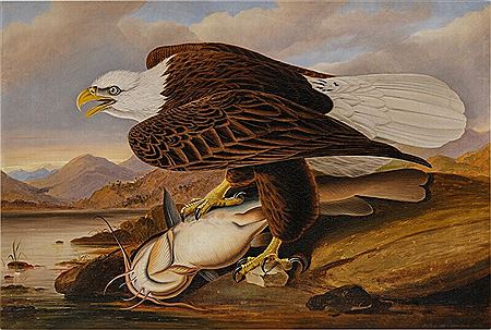 White-Headed Eagle by John James Laforest Audubon - Auction record, sale price, and art valuation. Compare with similar artists and explore comparable artworks.