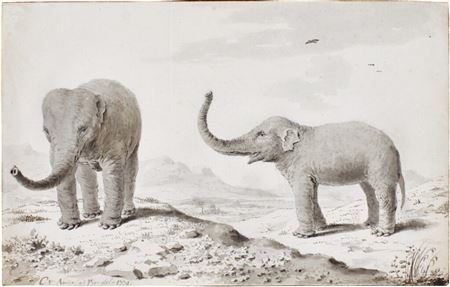 Two elephants