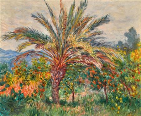 Palmier à Bordighera