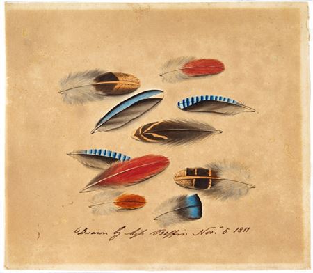 Study of ten feathers