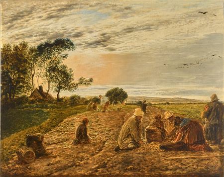 The Potato Field