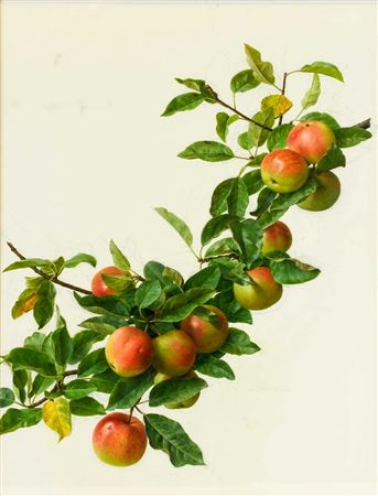 “A Branch of Apples”
