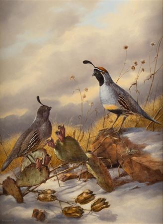 Gambel Quail