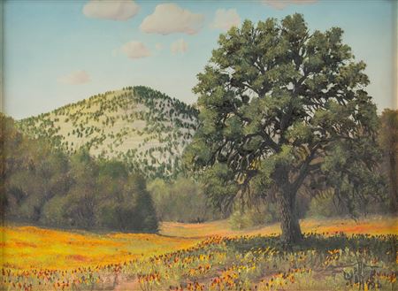 Texas Wildflowers, 1966