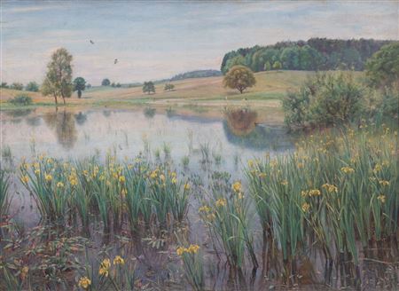 Water irises in the pond