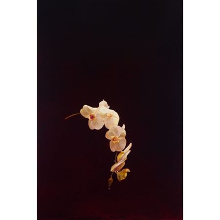 ORCHID, 2004