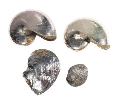 STERLING COVERED SHELLS