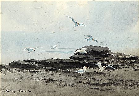 Seagulls by the shore