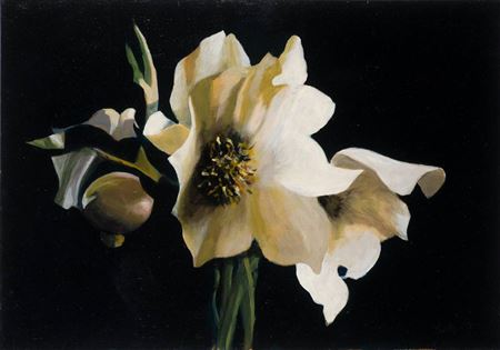 HELLEBORES