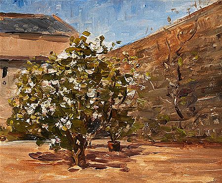 STUDY: TREE IN COURTYARD