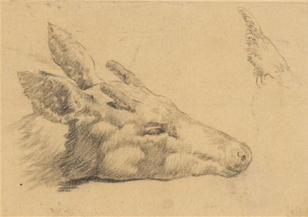 Deer Head Study