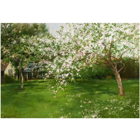 Cherry Blossoms