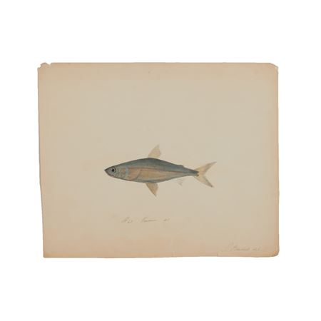 Vendace