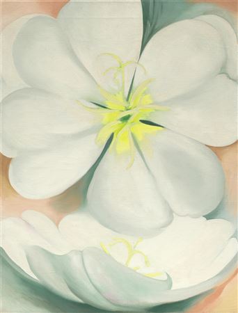 White Primrose