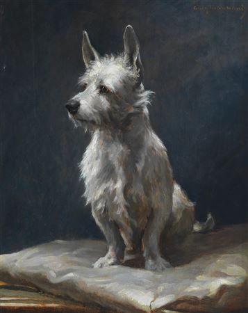 A pampered West Highland Terrier on a silk cushion