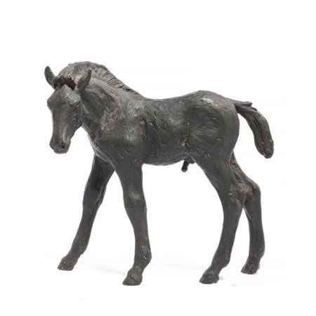Foal