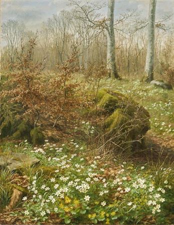 Forest floor with anemones and pilevort (vorterod).