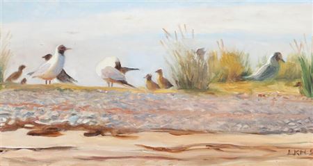 Beach scenery with hooded gulls.