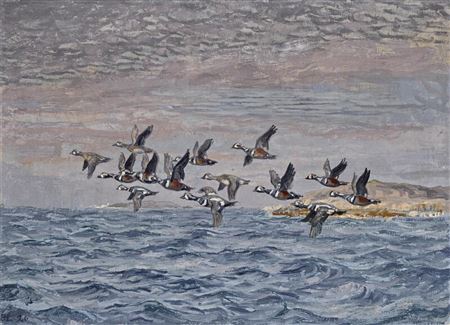 A flock of harlequin ducks flying over the sea off Kangerlussuaq, Greenland.