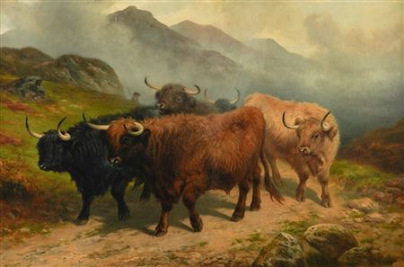 Highland Cattle on a track