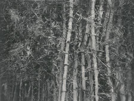 Bamboo