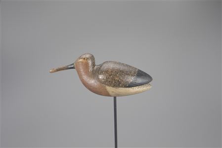 Red Knot