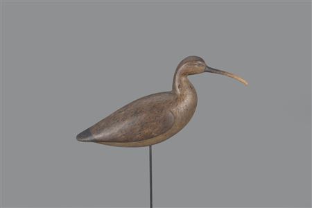 Curlew