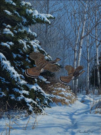 Ruffed Grouse in Winter