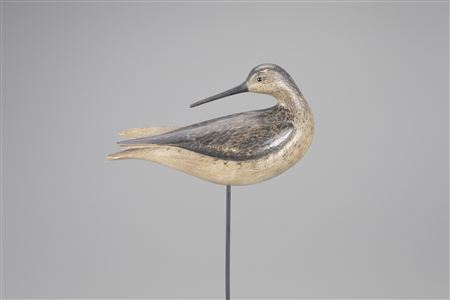 Outstanding Preening Willet