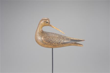 Preening Curlew