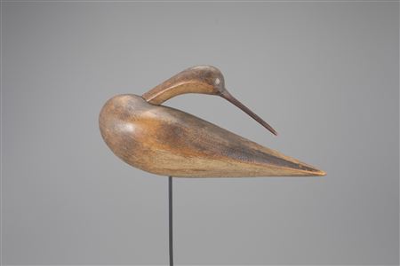 Preening Root-Head Curlew
