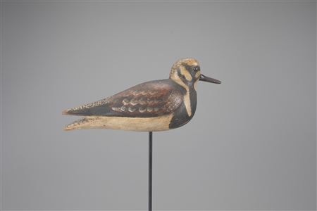 Ruddy Turnstone