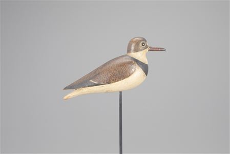 Semipalmated Plover