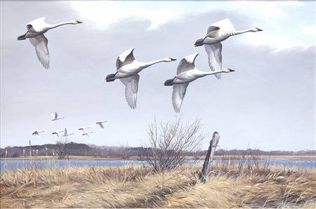 Regal Flight - Whistling Swans
