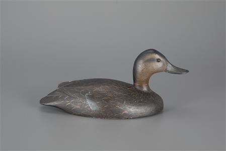 Black Duck