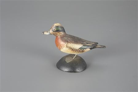 Miniature Wigeon Drake