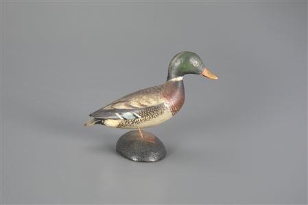 Miniature Mallard Drake