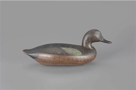 Blue-Winged Teal