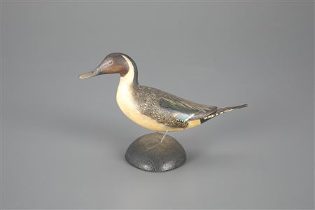 Miniature Pintail Drake