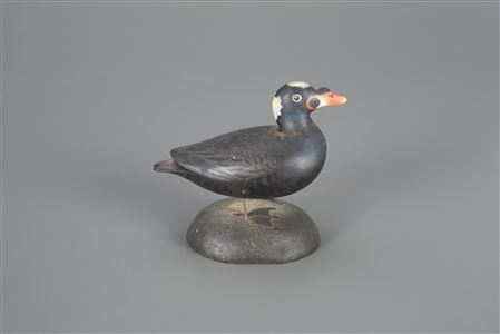 Miniature Surf Scoter Drake