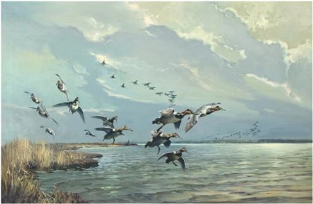 Canvasbacks on the Nanticoke River