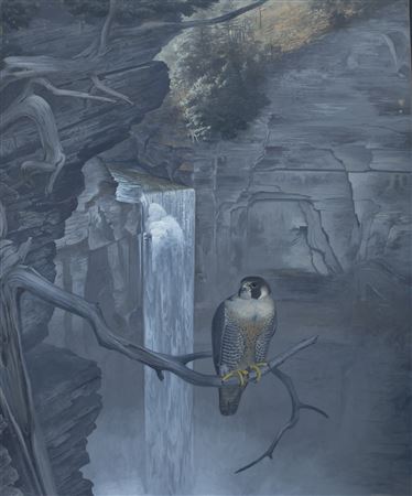 Peregrine on Cliff Branch