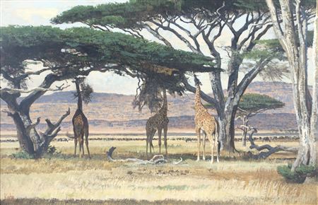 Giraffes