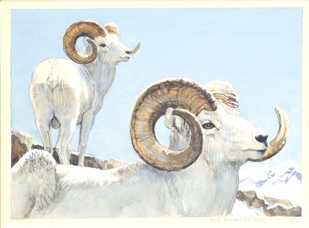 Dall Sheep